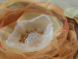 Velká romantická brož pomerančový květ